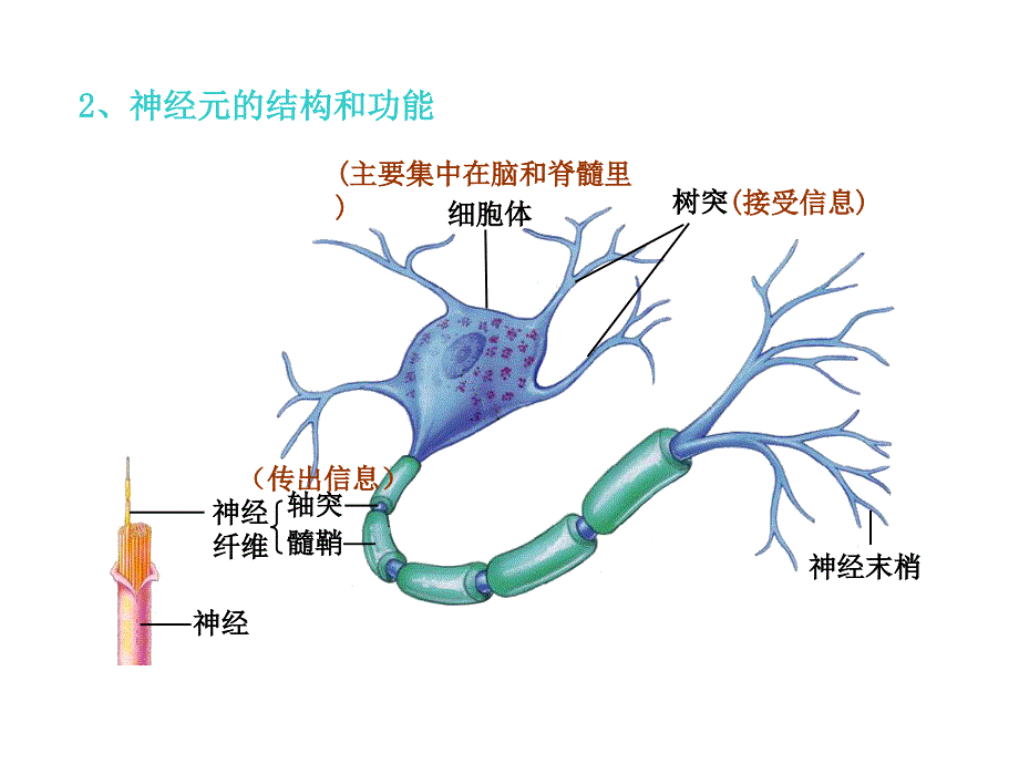 多巴胺与精神病效应_第4页