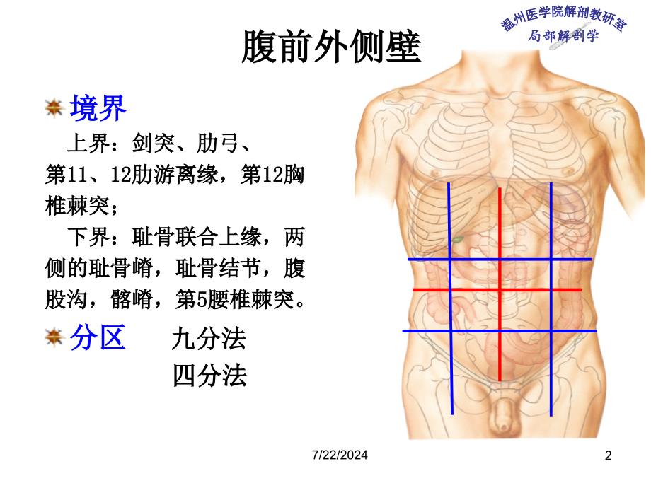 《局部解剖学 》教学课件：8_腹壁 (2)_第2页