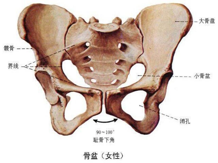 骨盆骨折患者的护理_第3页