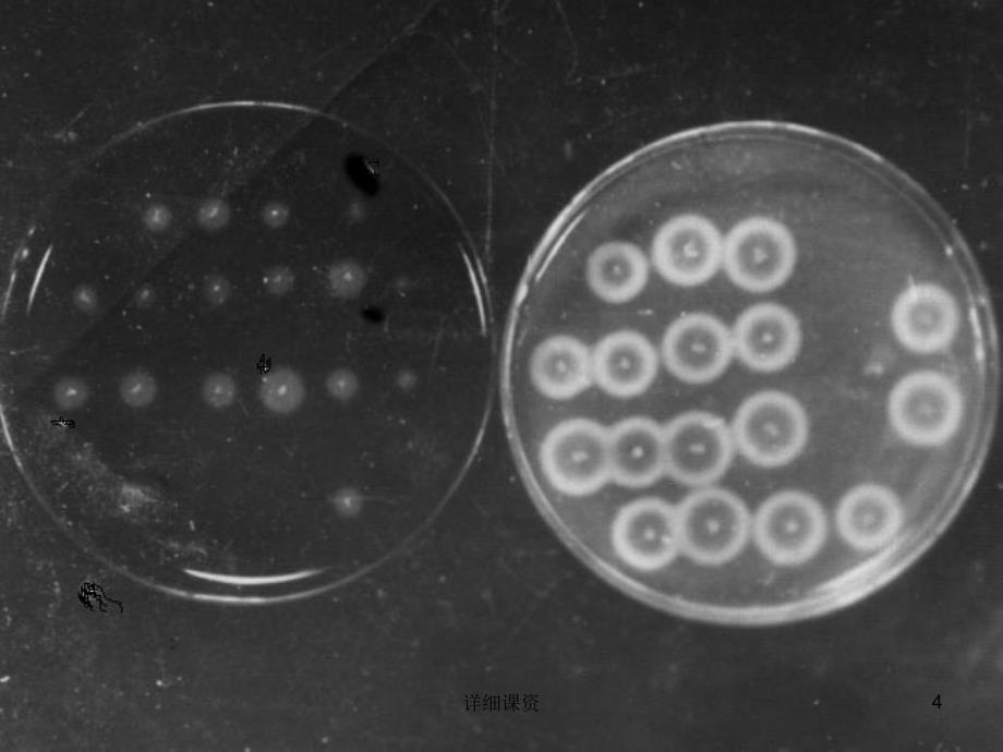 微生物菌种鉴定与保藏【高教课堂】_第4页