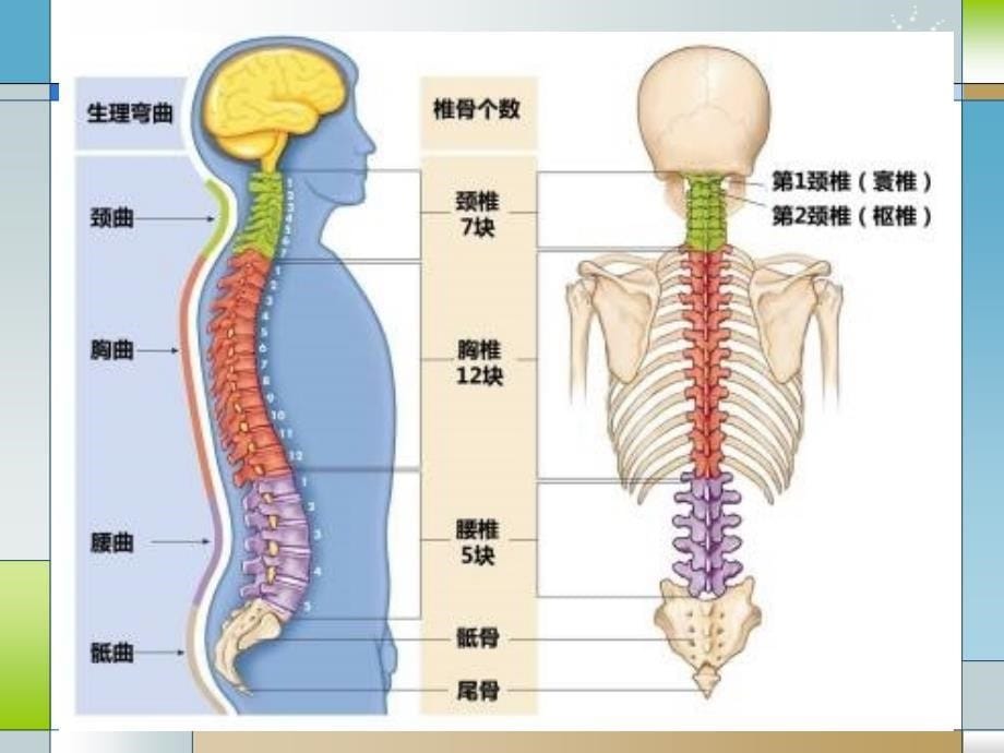 颈椎前路的手术配合课件.ppt_第5页