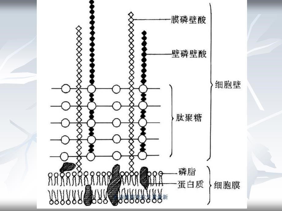 内酰胺类抗生素最新课件_第5页