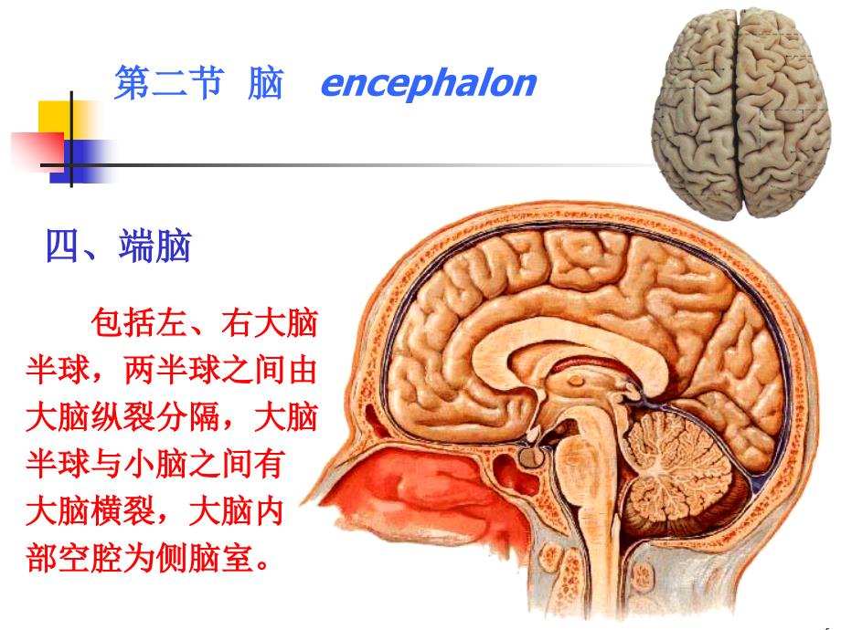 《神经系统端脑》PPT课件_第4页