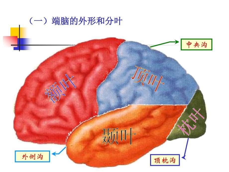 《神经系统端脑》PPT课件_第5页