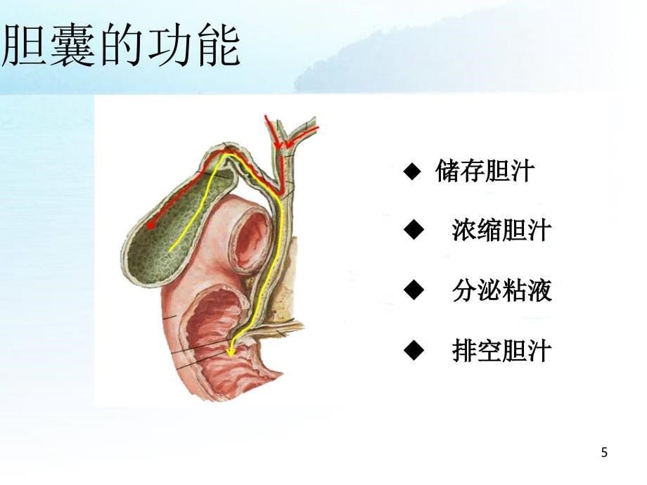 优质课件讲课比赛获奖幻灯胆囊结石_第5页