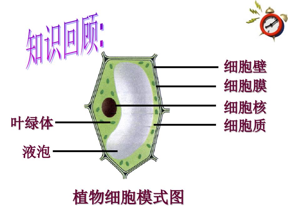 第四节细胞的生活_第2页