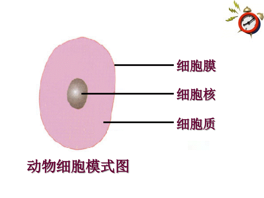 第四节细胞的生活_第3页