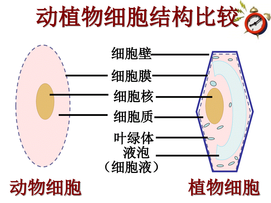 第四节细胞的生活_第4页