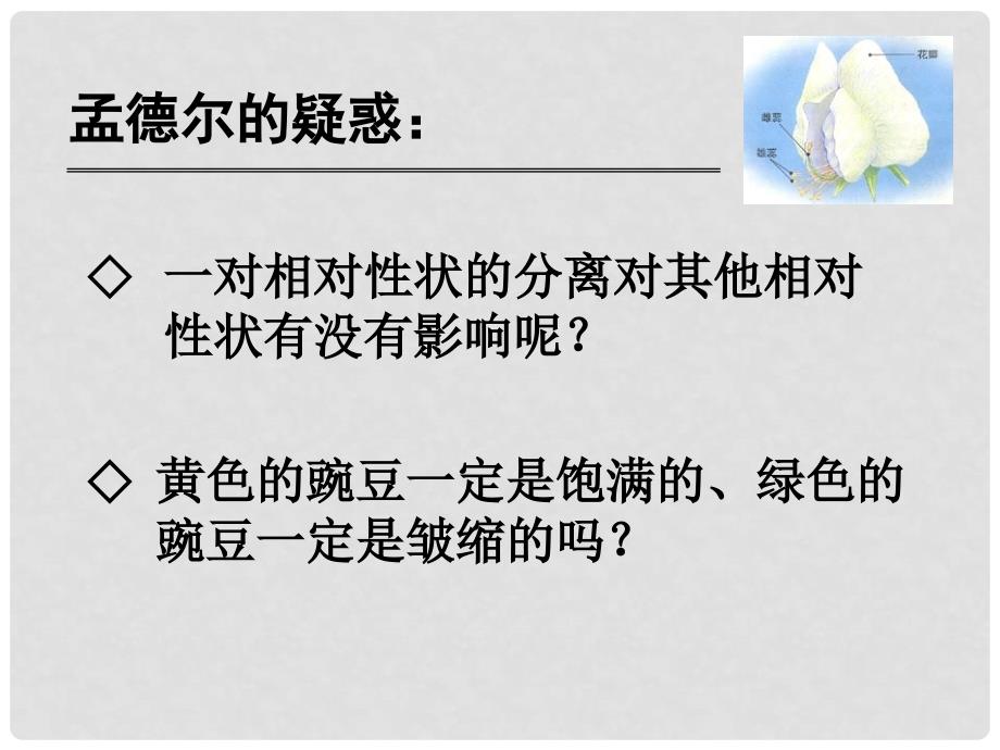 广东省始兴县风度中学高一生物《孟德尔的豌豆杂交实验(二)》课件 新人教版必修2_第3页