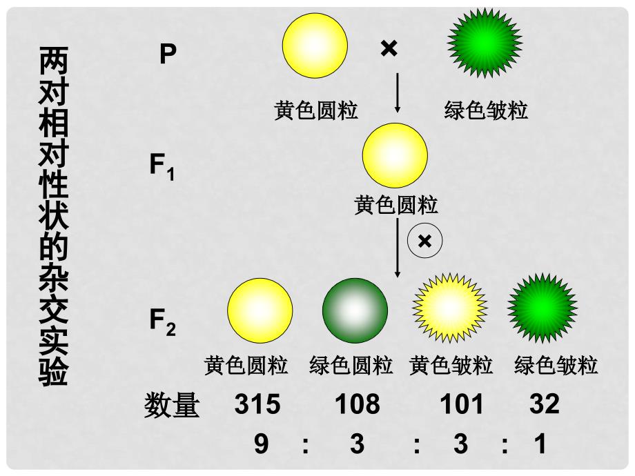 广东省始兴县风度中学高一生物《孟德尔的豌豆杂交实验(二)》课件 新人教版必修2_第4页