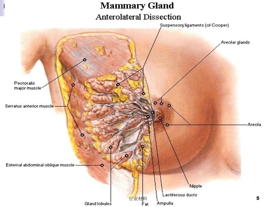 乳腺钼靶诊断【行业特制】_第5页