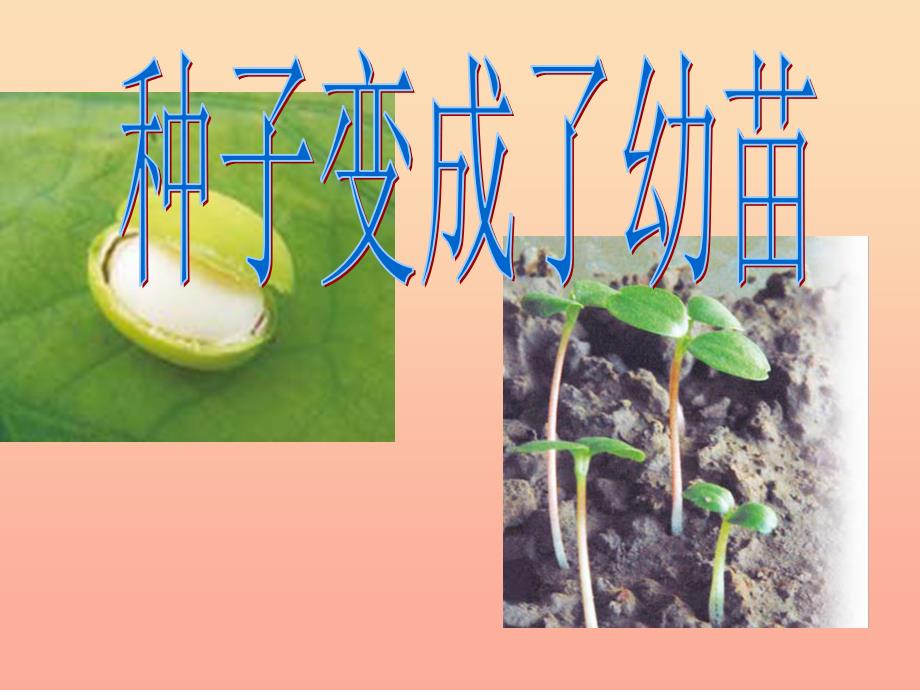 三年级科学下册植物的生长变化4种子变成了幼苗课件教科版_第2页