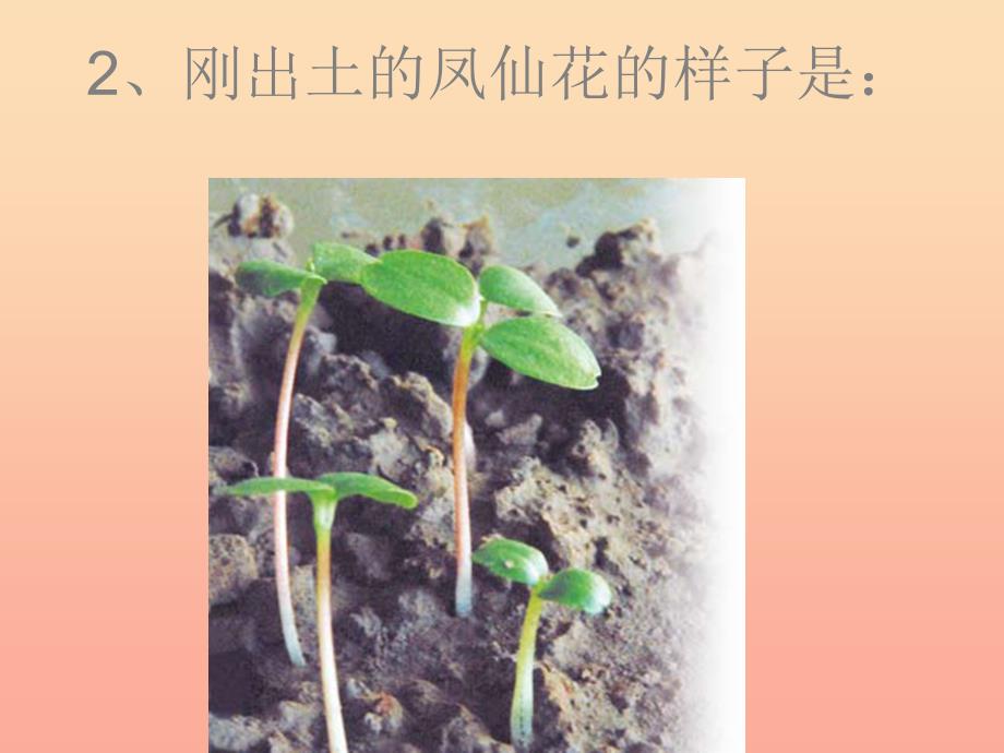 三年级科学下册植物的生长变化4种子变成了幼苗课件教科版_第4页