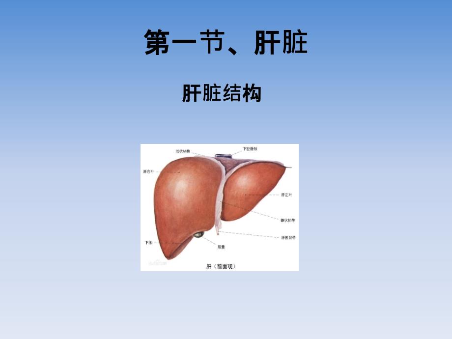 肝肾心脑和血液循环_第2页