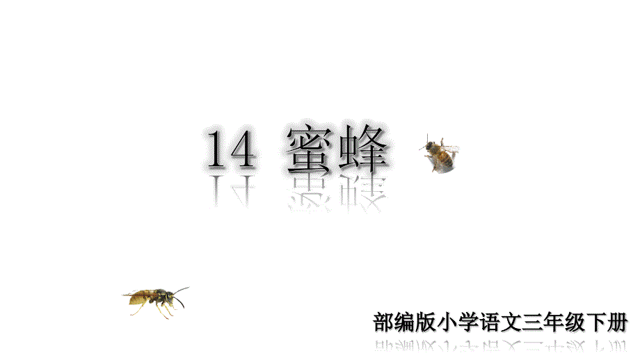 人教版三年级语文下册《14蜜蜂》课件_第1页