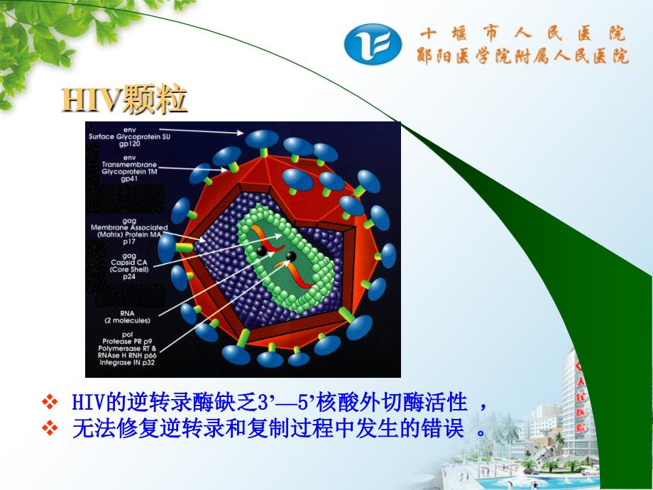 hiv抗体检测技术课件_第3页