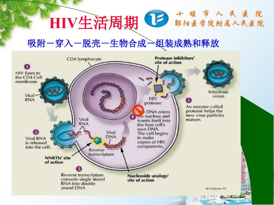 hiv抗体检测技术课件_第4页