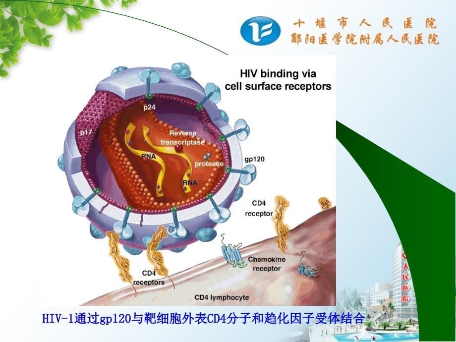 hiv抗体检测技术课件_第5页