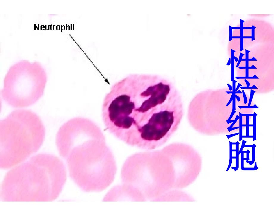 《医学组织学切》PPT课件_第4页