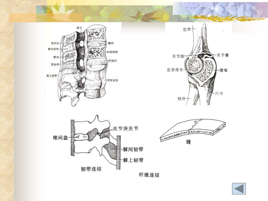 系统解剖学课件：2关节学总论_第4页