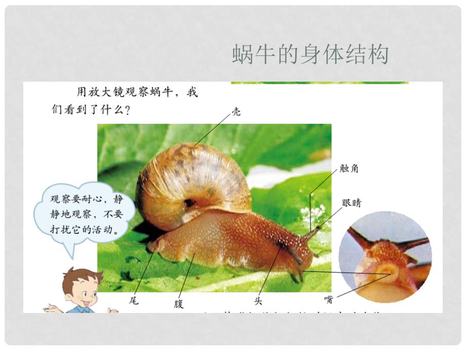 四年级科学上册 身体的结构课件 教科版_第4页