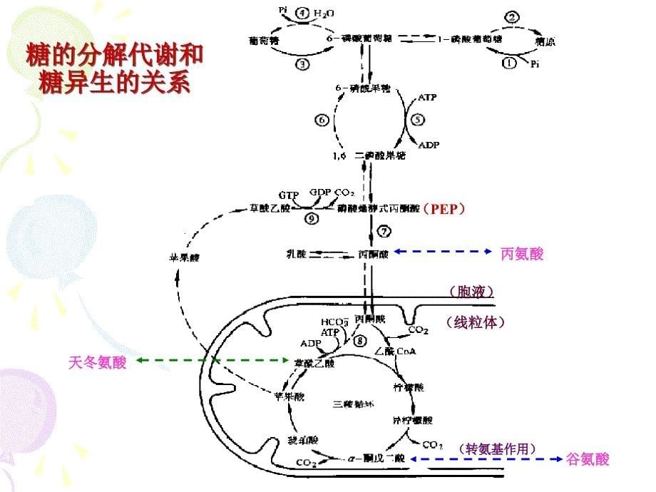 第十五物质代谢的联系及其调与控制_第5页