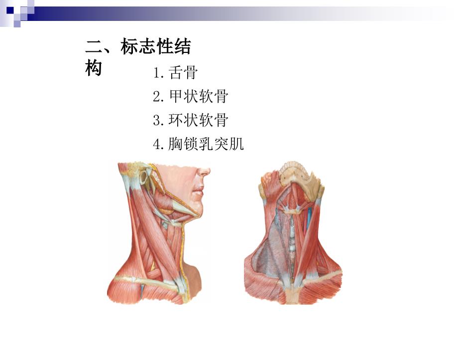 颈部断面与影像解剖_第4页