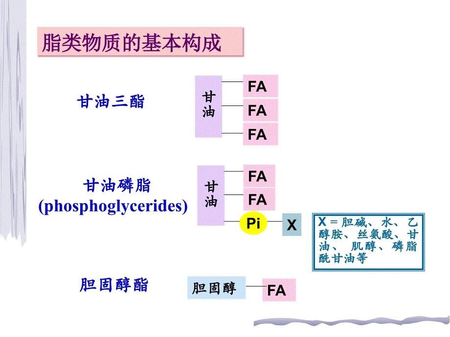 脂代谢培训教学PPT_第5页