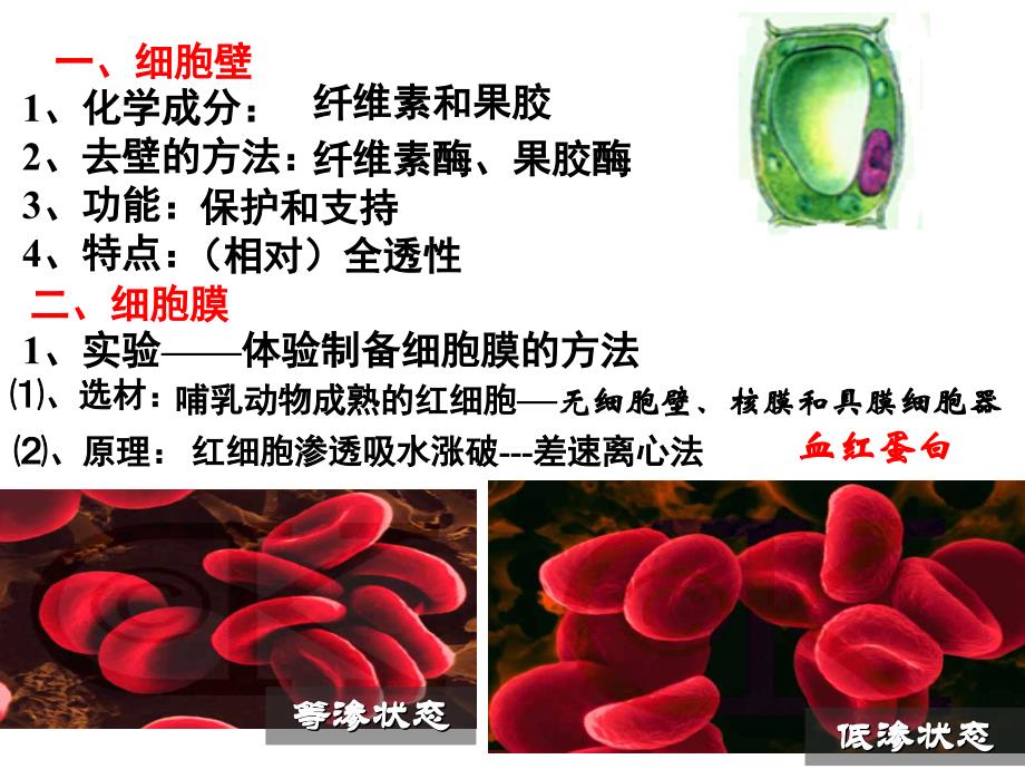 必一2-1细胞膜_第3页