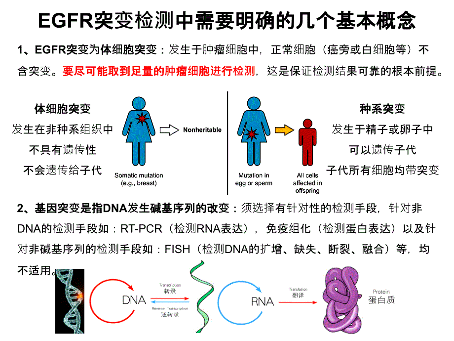 非小细胞肺癌基因检测.ppt_第3页