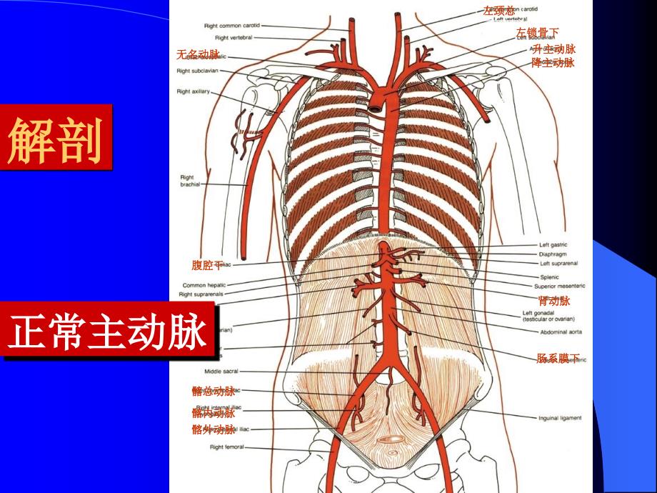 主动脉夹层的诊断和治疗_第2页