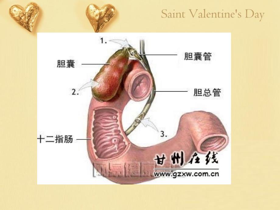 胆囊结石患者的护理.ppt_第3页