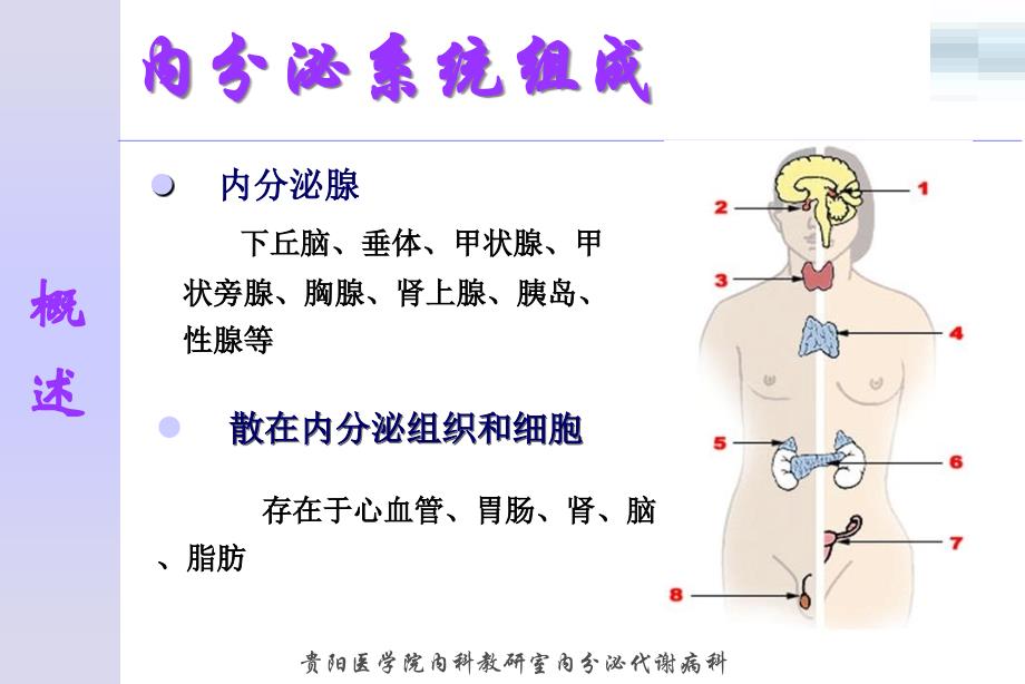 【医学课件】内分泌系统概述_第4页