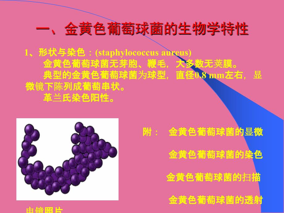 食品卫生微生物学检验金黄色葡萄球菌检验ppt课件_第3页