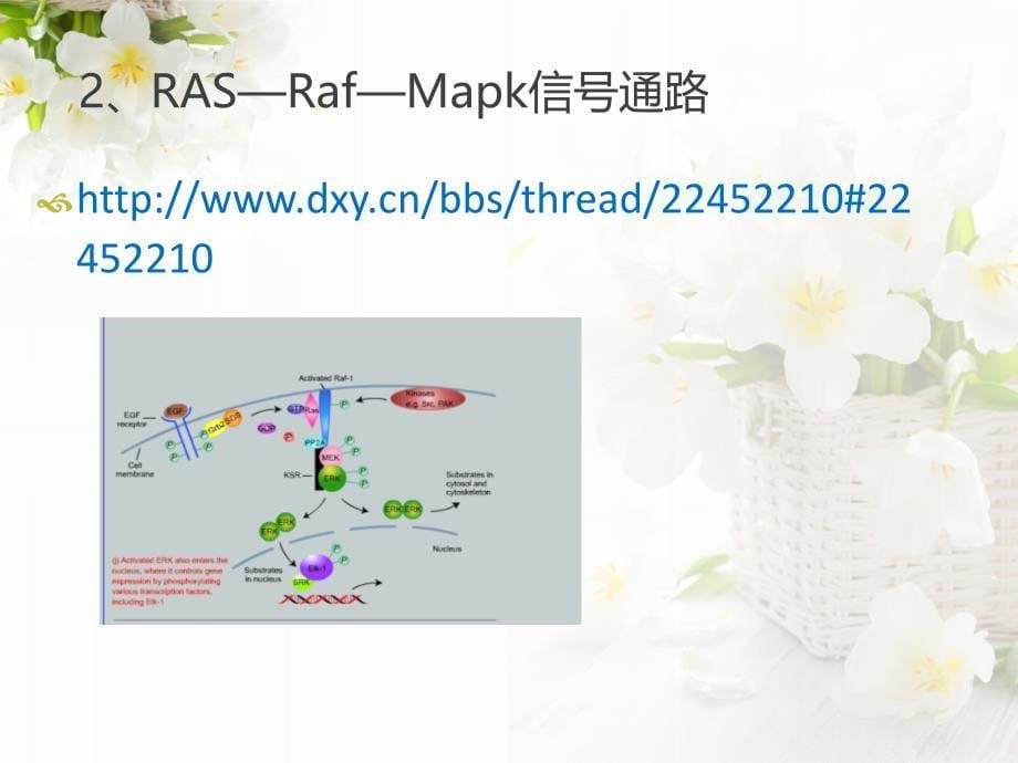 RAS—Raf—Mapk信号通路课件.ppt_第5页