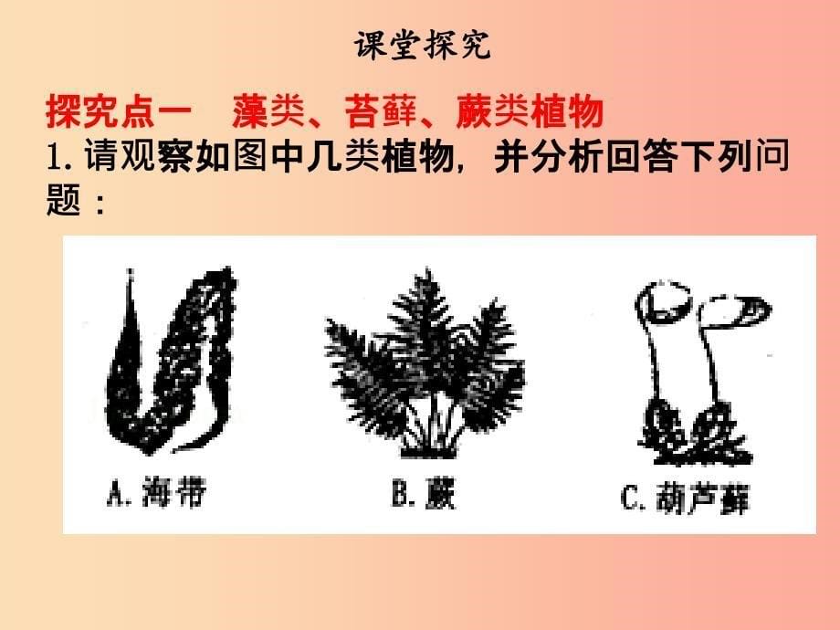 2019年七年级生物上册第三单元第一章第一节藻类苔藓蕨类植物课件 新人教版.ppt_第5页