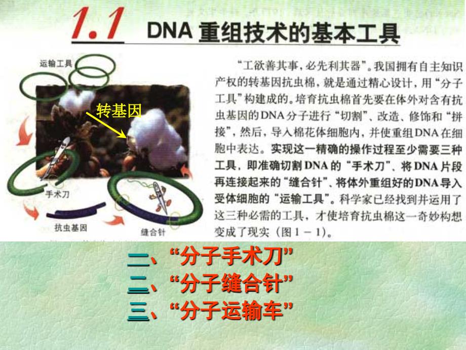 高中生物《DNA重组技术的基本工具》课件七（23张PPT）（人教版选修3）_第5页