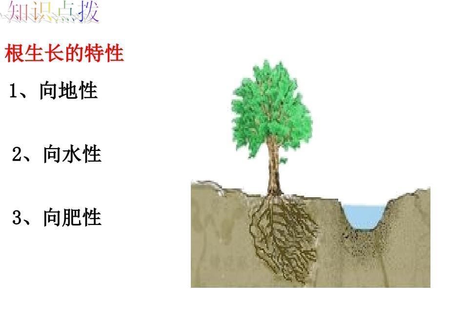 第二节根的生长精品教育_第5页