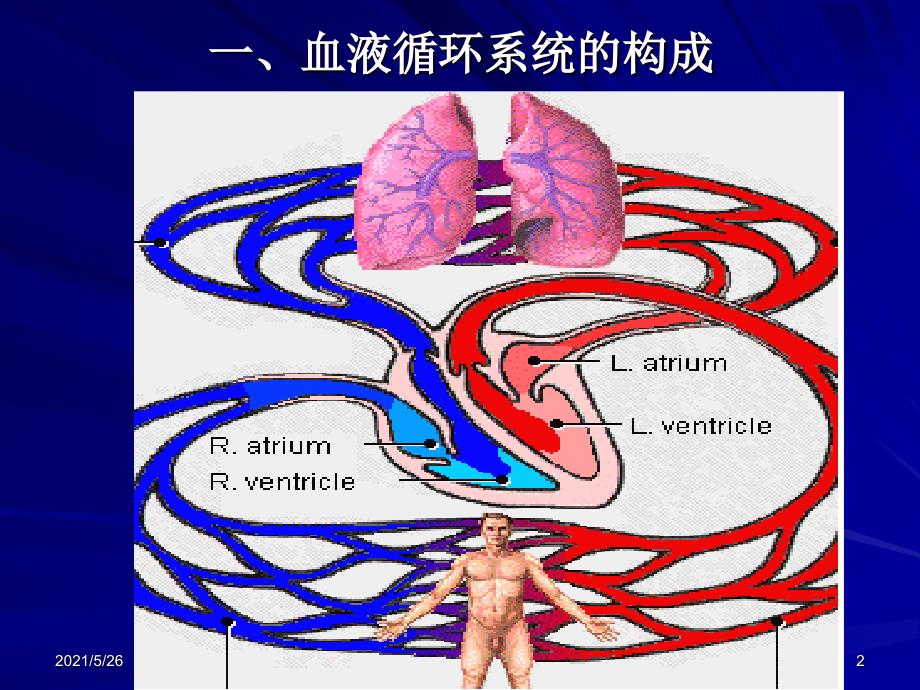 心肌细胞的生物电现象PPT优秀课件_第2页