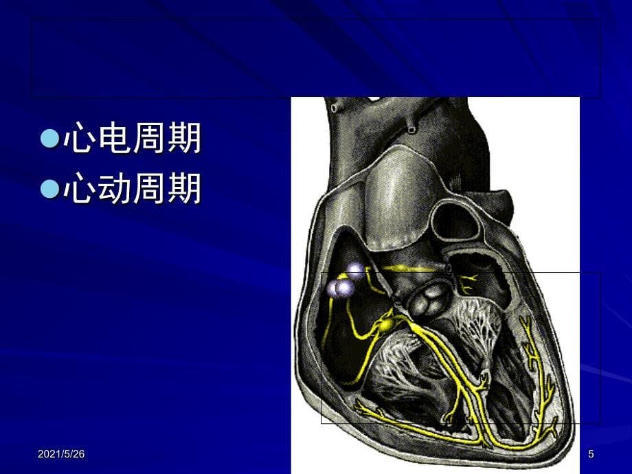 心肌细胞的生物电现象PPT优秀课件_第5页