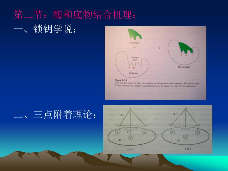 《酶作用的结构基础》PPT课件_第2页