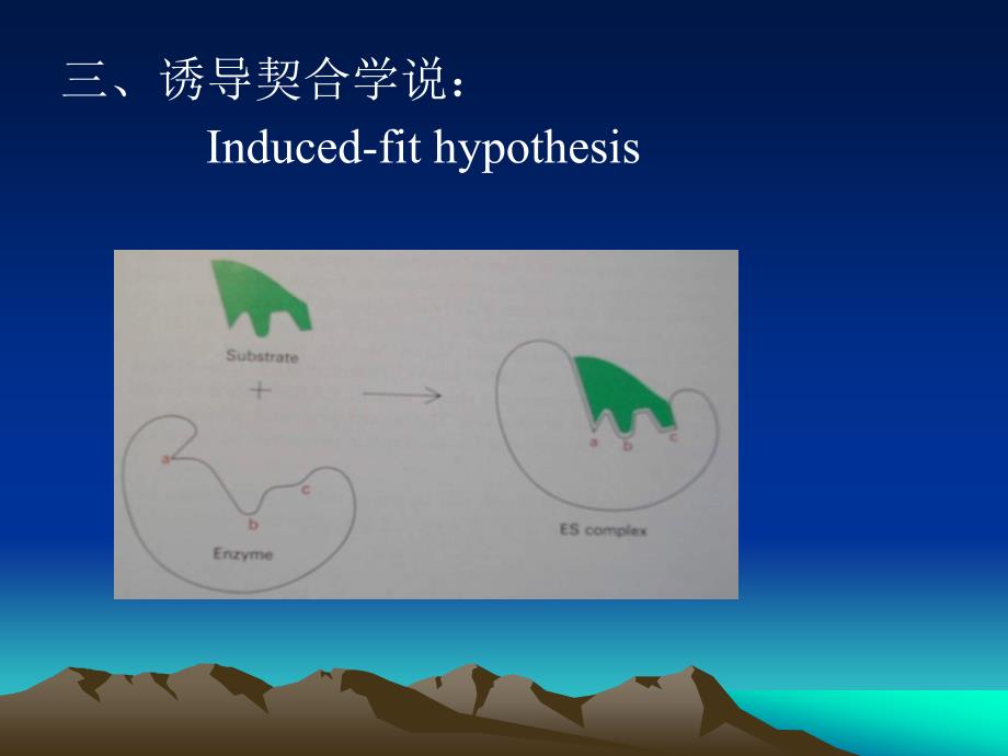 《酶作用的结构基础》PPT课件_第3页