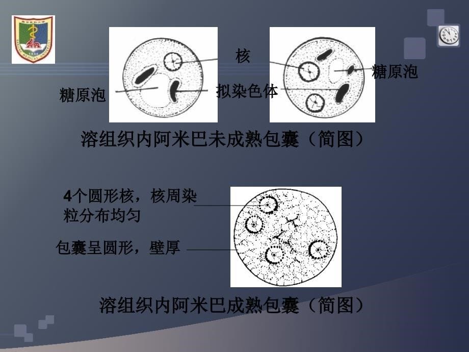 人体寄生虫实验考试_第5页