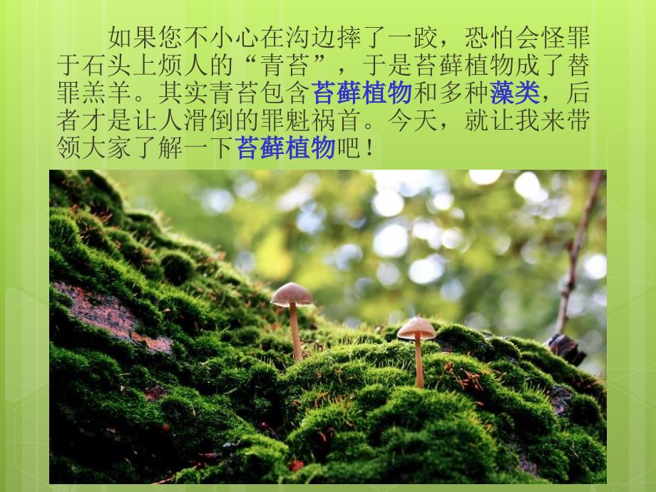 植物王国的小矮人-苔藓.ppt_第2页