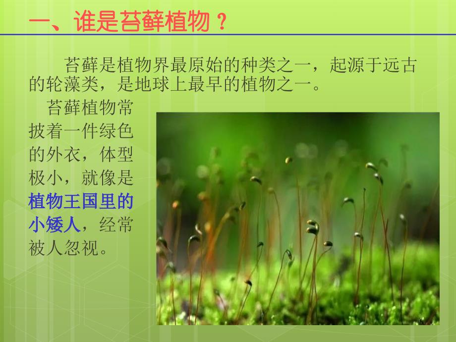 植物王国的小矮人-苔藓.ppt_第3页