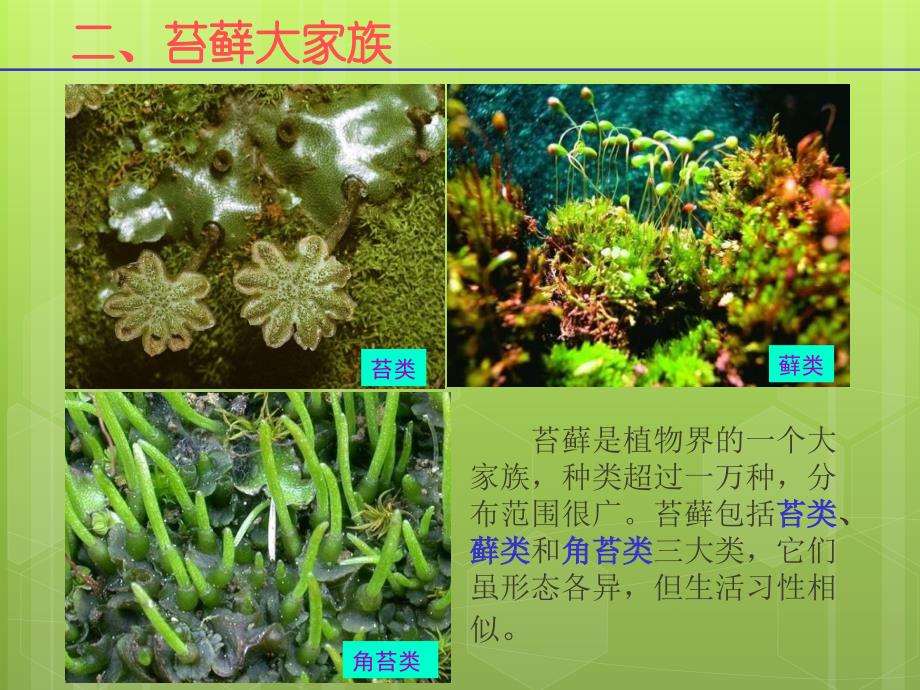 植物王国的小矮人-苔藓.ppt_第4页