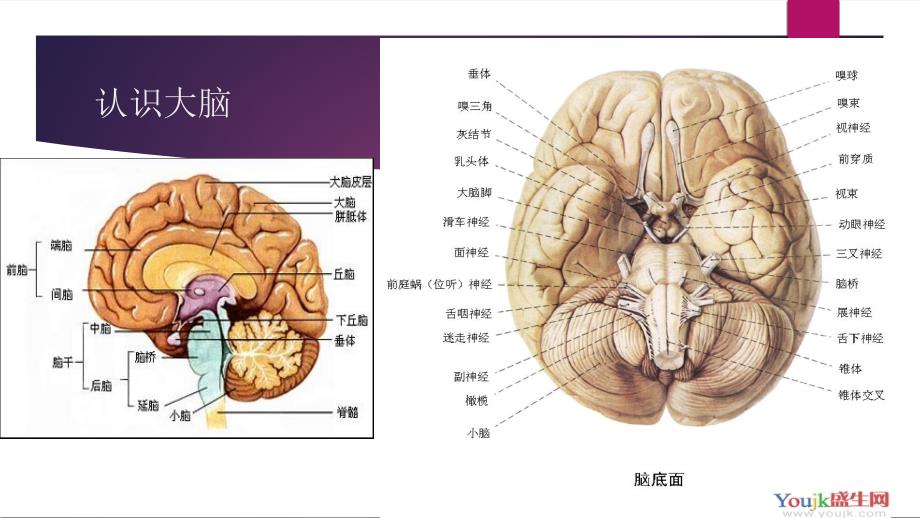 老年人脑血管病的预防_第2页