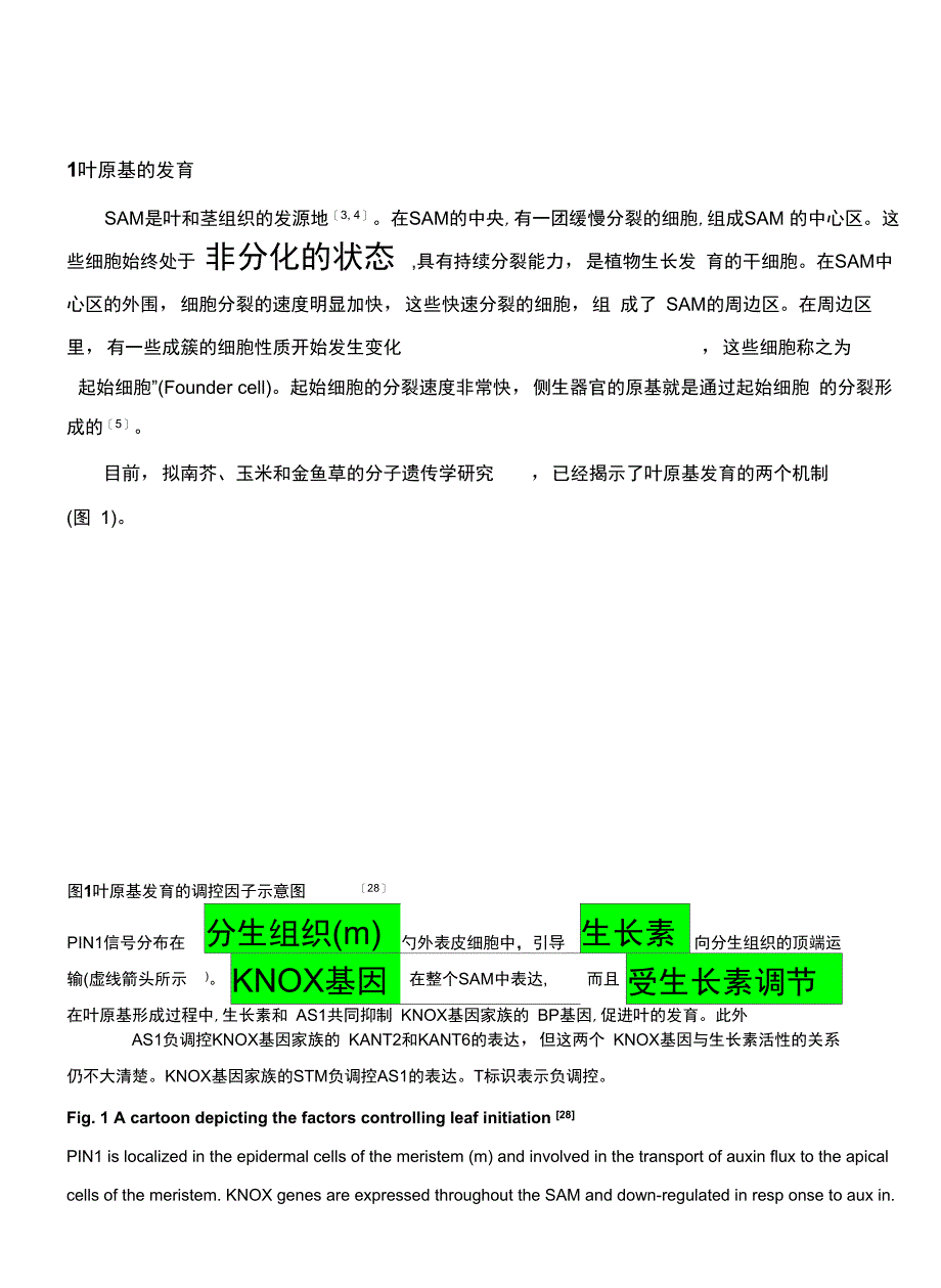 植物叶发育的分子机理_第3页