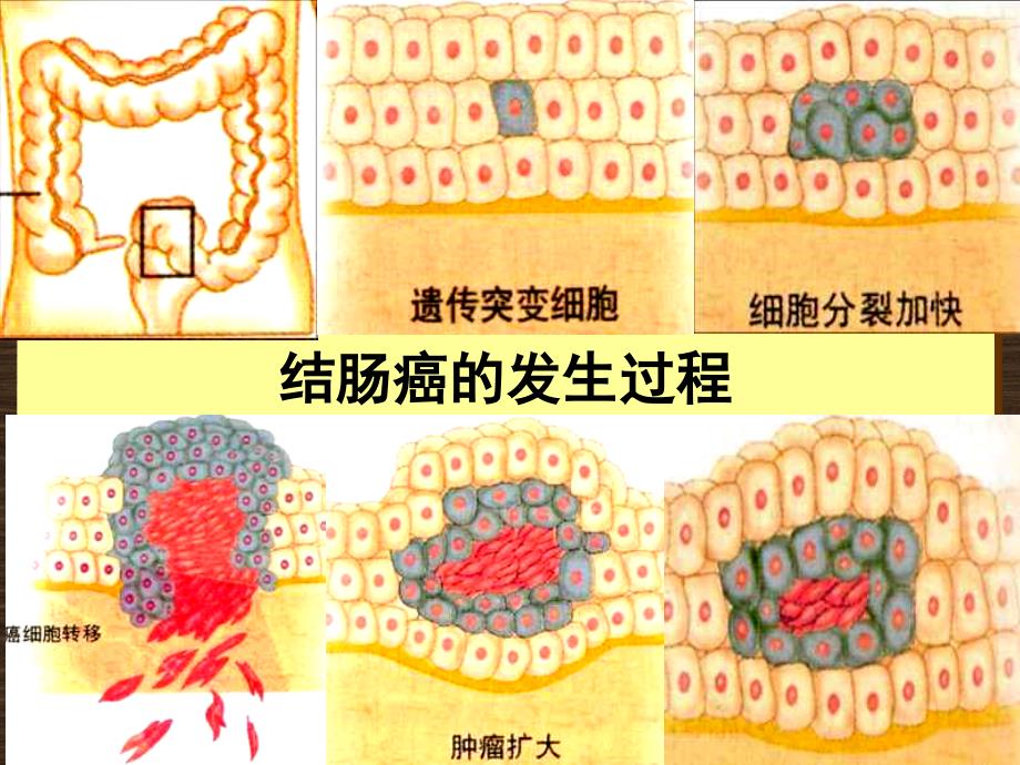 北师大版必修1细胞癌变分化凋亡和衰老_第3页