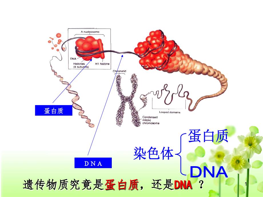 肺炎双球菌的转化实验PPT精品文档_第1页